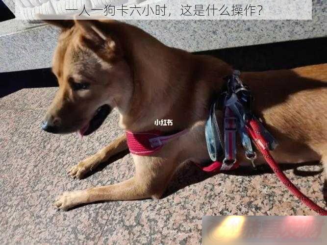 һһСʱ-ʲô