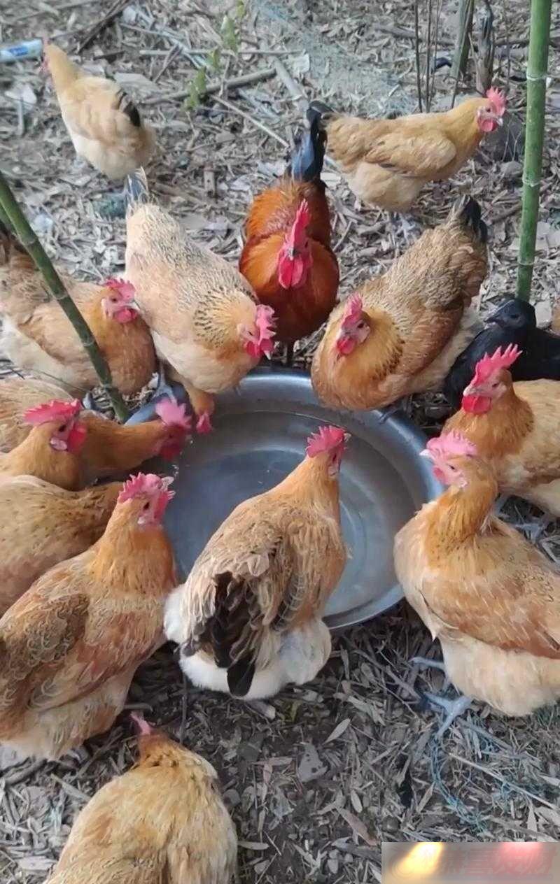 ôԼļ䳤ѧע