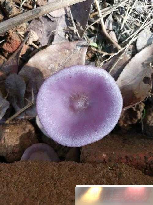 ɫĢִܴܳʳ÷ս