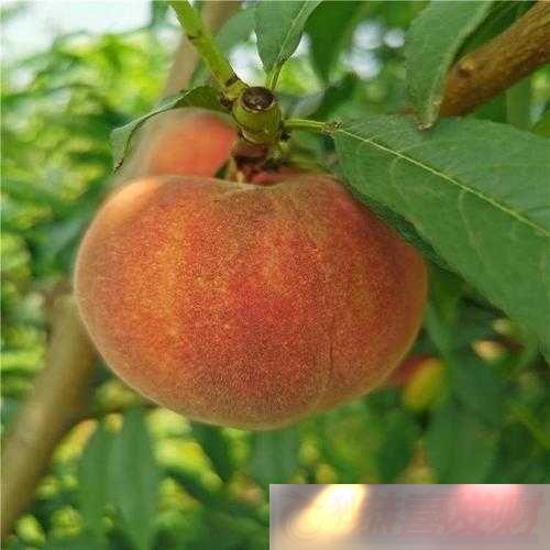 ŷҵĶ
