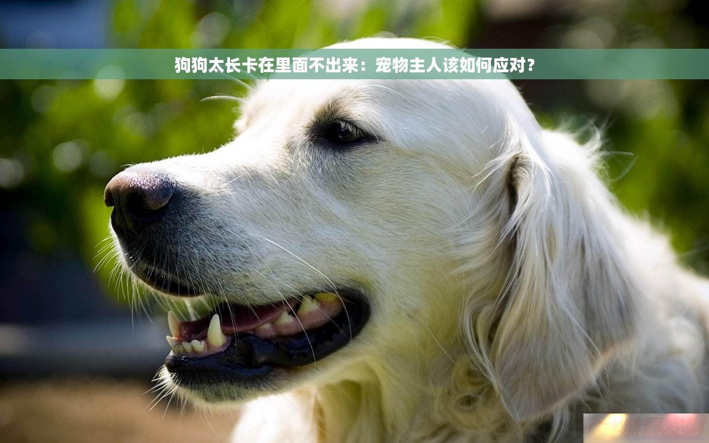 ̫治˸Ӧ