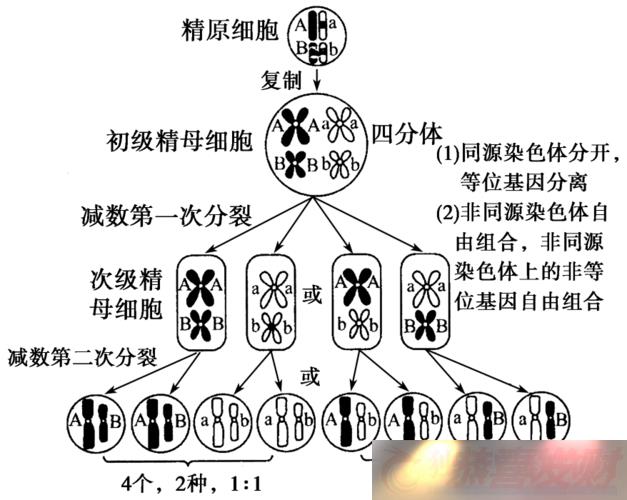 뾫𣺾ݲ