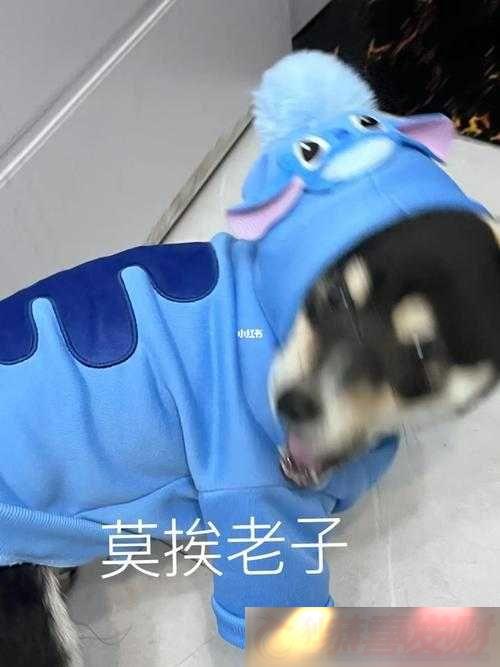 ⼸ʵ
