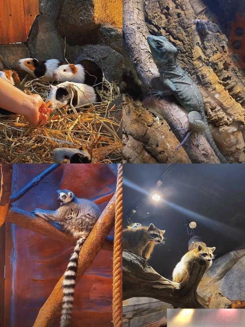 ZOOM-ˣõĶ֮