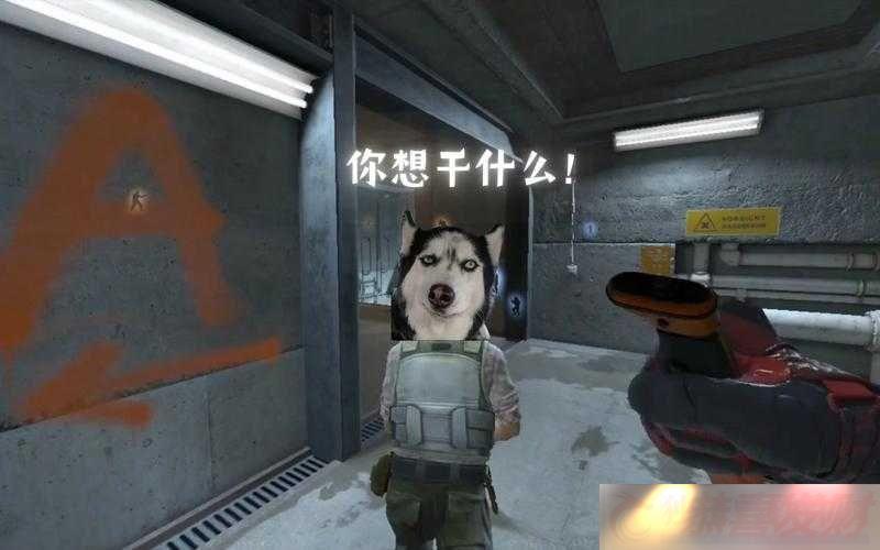 CSGO-ϷЩЦ⾪ϲ