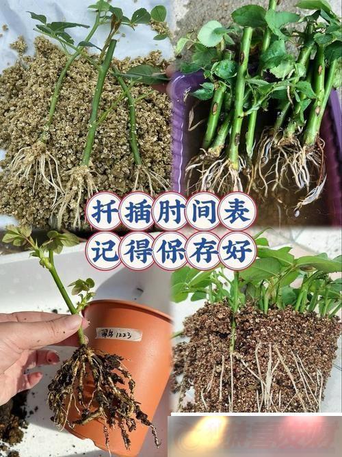 ̽ڴϵ72Ǥ巽Ķ봴