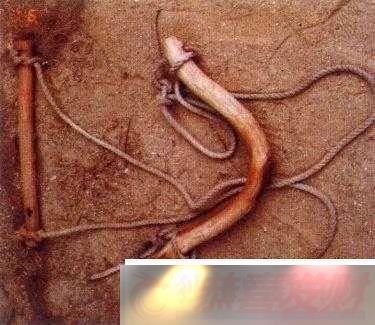 ܽԴ̽Ѱ䱳