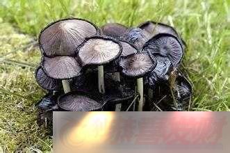 ϺɫĢͷ죺صȻ
