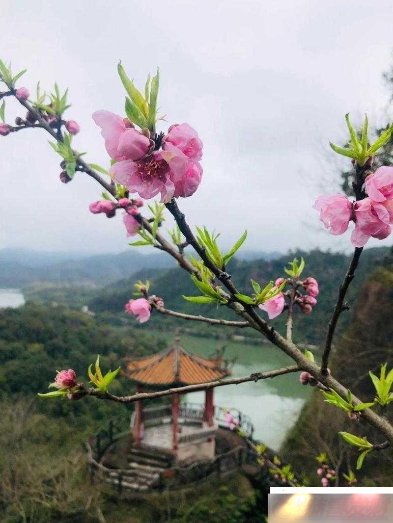 һƬԴǧƷ̽Ѱ䱳